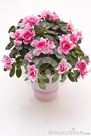 Azalea Stock Photo