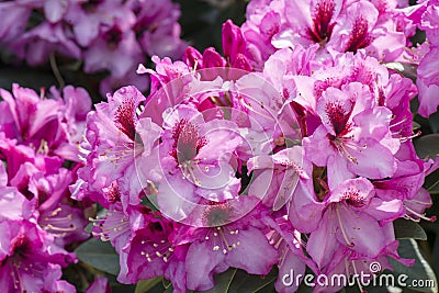 Pink azalea flowering in vibrant color Stock Photo