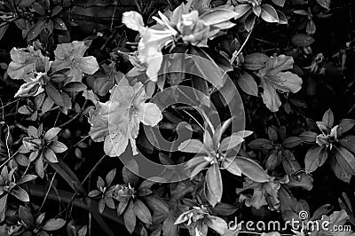 Azalea bush in black and white with caterpillar Stock Photo