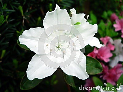 Azalea bush flower macro Stock Photo