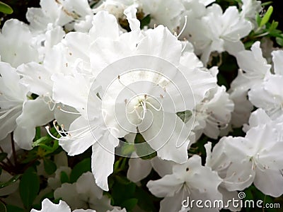 Azalea bush flowers macro Stock Photo