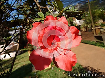 Azalea Stock Photo