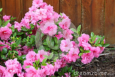 Azalea, flowering shrubs member of the genus Rhododendron Stock Photo