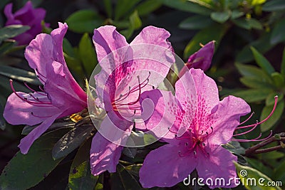 Azalea flowers in bloom Stock Photo