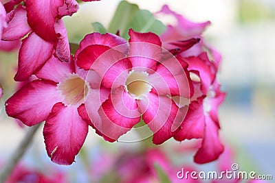 Azalea flowers Stock Photo