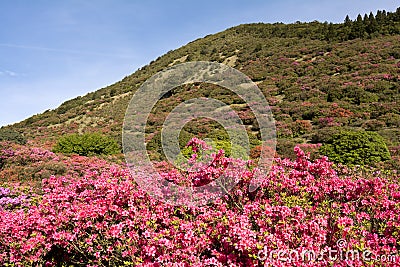 Azalea and hill Stock Photo