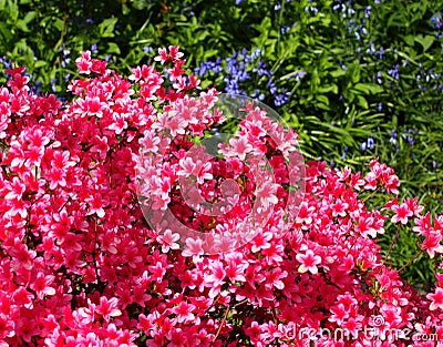 Azalea Stock Photo