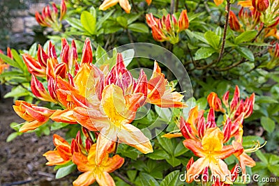 Azalea Mollis Flowers Stock Photo