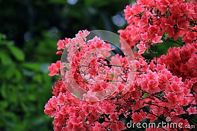 azalea Stock Photo