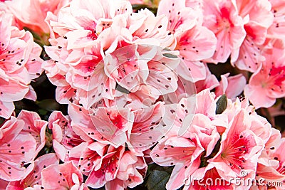 Azalea Stock Photo