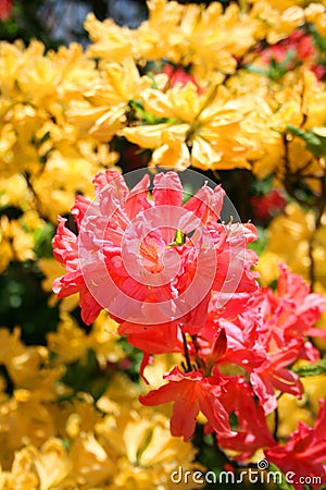 Azalea Rhododendron Stock Photo