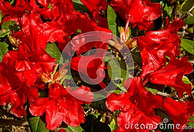 Palabra y Imagen - Página 33 Azalea-roja-en-primavera-14220972