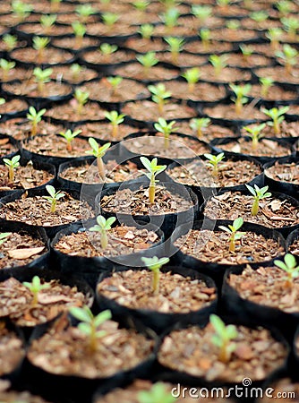 Azalea saplings Stock Photo