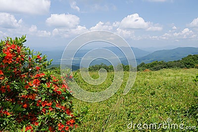 Azaleas on Gregory Bald Stock Photo