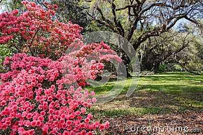 Azaleas and Live Oak Trees South Carolina Stock Photo