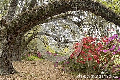 Azaleas in Spring Bloom Beneath Live Oaks Near Charleston, SC Stock Photo