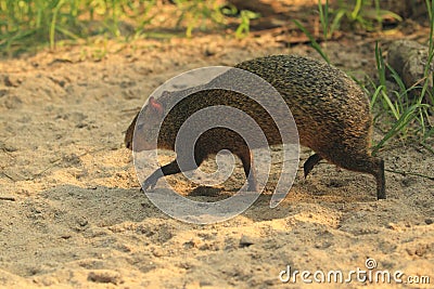 Azara's agouti Stock Photo