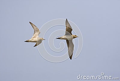 Aziatische Goudplevier, Pacific Golden Plover, Pluvialis fulva Stock Photo