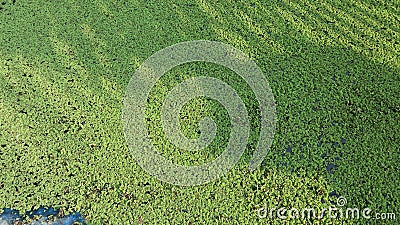 Azolla moss duckweed spread completely pond Stock Photo