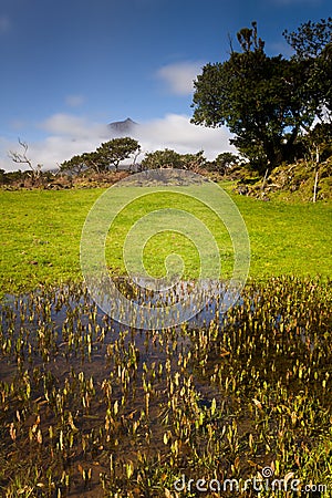 Azorean pastures Stock Photo