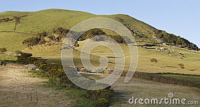 Azores green landscape with grazing cows in the meadows. Portuga Stock Photo