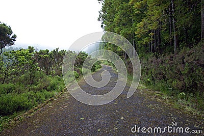 The great forests of the eastern part of Sao Miguel, the Azores Stock Photo