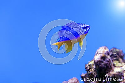 Azure Damselfish Chrysiptera hemicyanea. Fish of the genus Pomacentridae Stock Photo