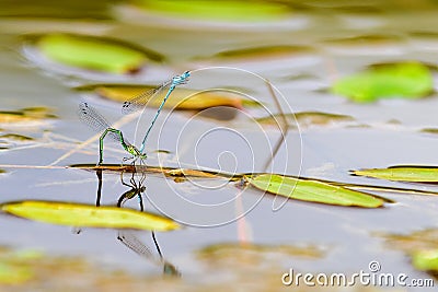 Azure Damselfly, mating process Stock Photo