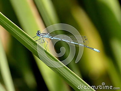 Azure Damselfly sitting on a cattail Stock Photo