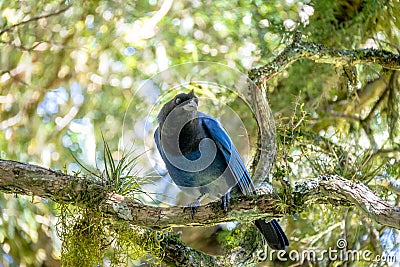 Azure Jay or Gralha Azul bird in Itaimbezinho Canyon at Aparados da Serra National Park - Cambara do Sul, Rio Grande do Sul, Brazi Stock Photo
