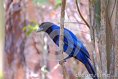 Azure Jay, Gralha Azul or Blue Jackdaw bird, Cyanocorax Caeruleus, Parque Estadual Rio Vermelho, Florianopolis, Brazil Stock Photo