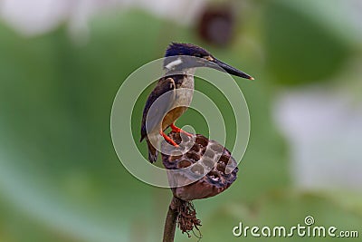 Azure Kingfisher Alcedo azurea on lotus lily pod Stock Photo