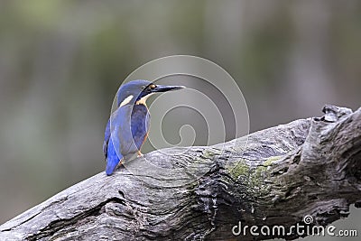 Azure Kingfisher Stock Photo