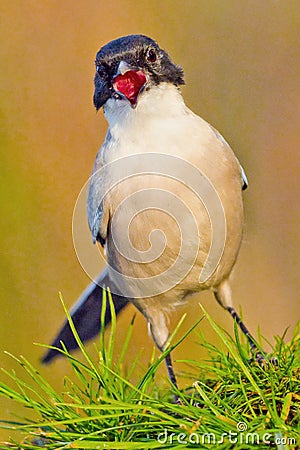 Azure-winged Magpie, Cyanopica cooki Stock Photo