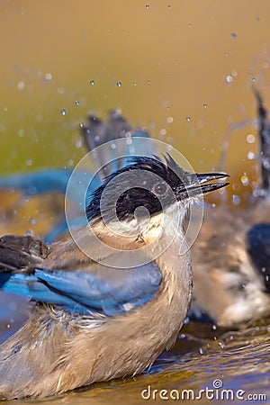 Azure-winged Magpie, Cyanopica cooki Stock Photo