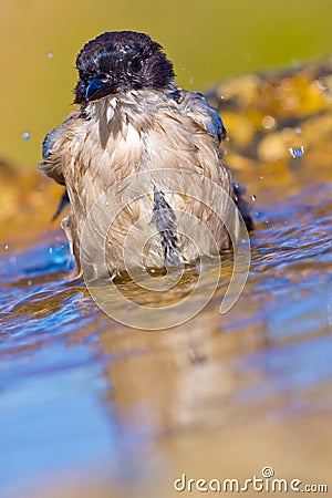 Azure-winged Magpie, Cyanopica cooki Stock Photo