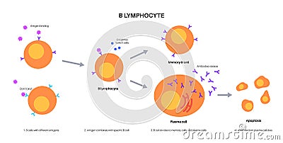 B cell activation Vector Illustration