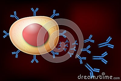 B cell lymphocyte producing antibodies Stock Photo