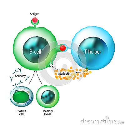 B-cell and T helper cells function. Vector Illustration