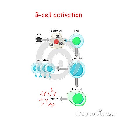 B cells Activation. B-cell lymphocytes Vector Illustration