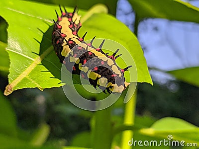 Ba quiescent insect pupa especially of a butterfly or moth in thailand Stock Photo