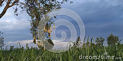 Ba ya weaver bird nest on tree in the field in rainy session Stock Photo