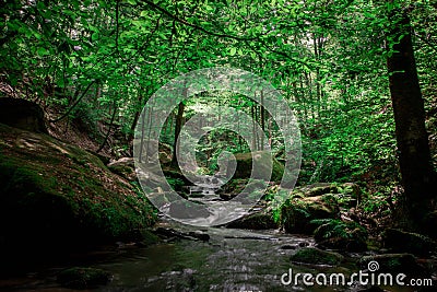 babbling brook, forest, wood, water Stock Photo