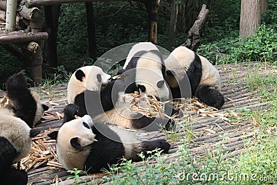 Babies Family Giant Panda, Chengdu China Stock Photo