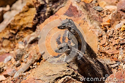 Babies of ground squirrels in the mountains of northern Morocco Stock Photo