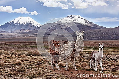 A bably llama and mother on the Bolivian Altiplano Stock Photo