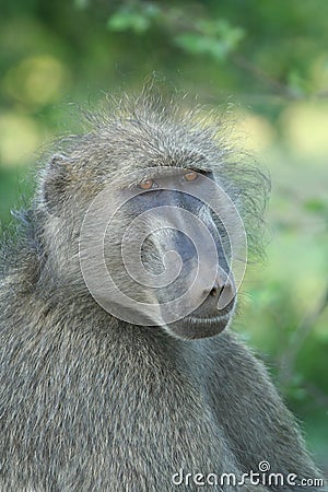 Baboon Stock Photo