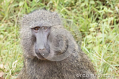 Baboon, closeup of adult baboon in Kibale Nationalpark, Uganda, Africa Stock Photo