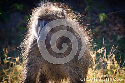 Baboon Stock Photo