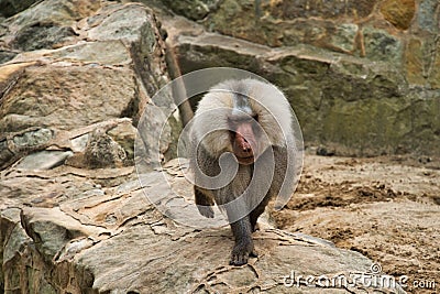 baboon Stock Photo